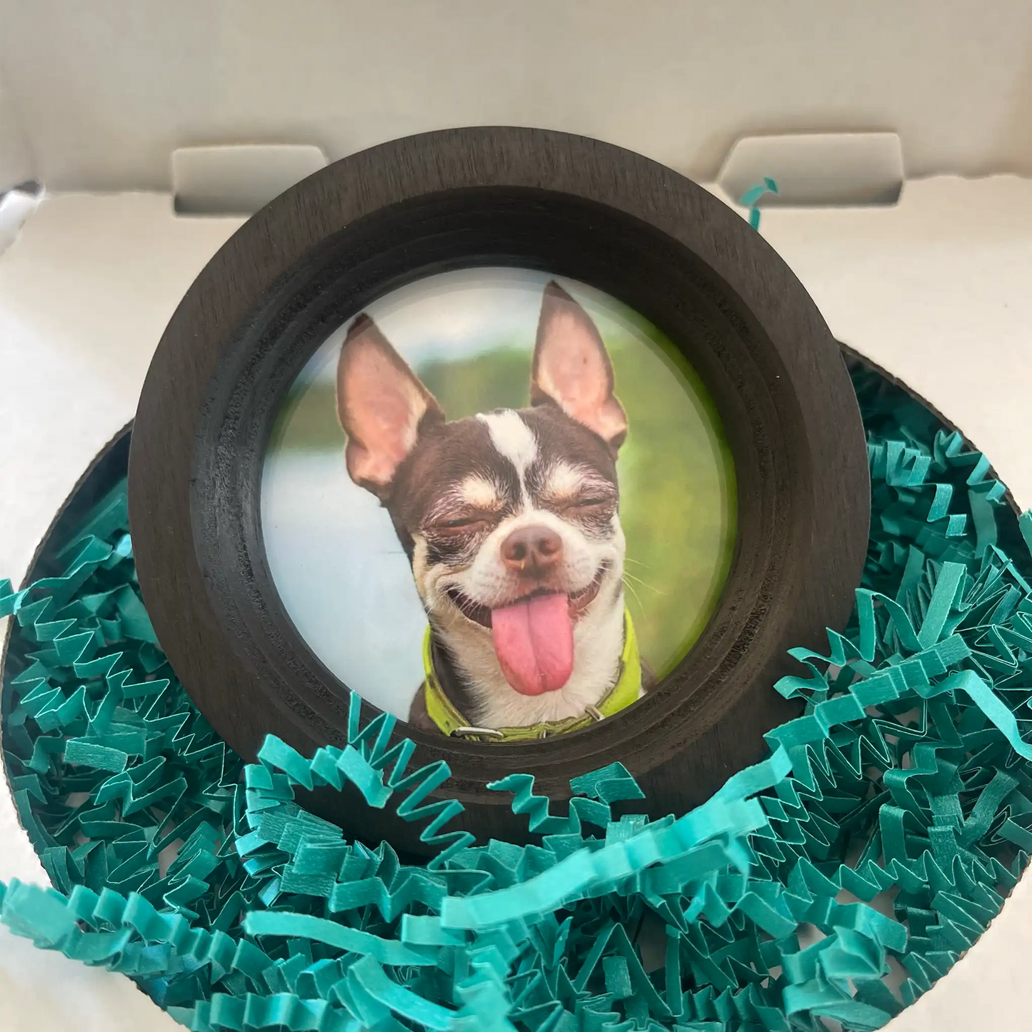 Small Dog Collar Frame | "The Chihuahua"