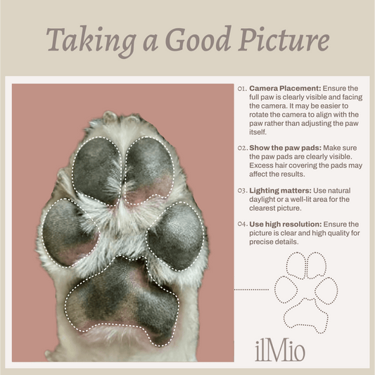 Gold Pet Paw Cufflinks